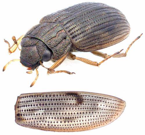 Réf. 344 701 : Helophorus obscurus